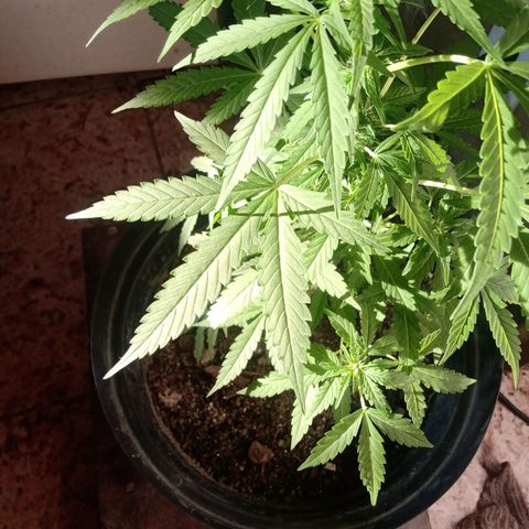 Chocolate Thai #2 growlog timeline photo