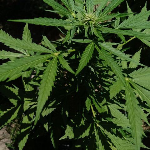 Chocolate Thai #2 growlog timeline photo