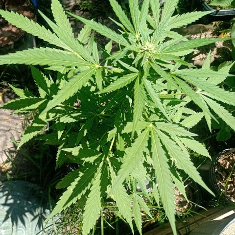 Chocolate Thai #2 growlog timeline photo