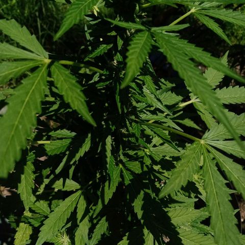 Chocolate Thai #2 growlog timeline photo