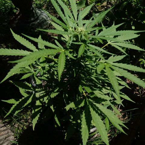 Chocolate Thai #2 growlog timeline photo