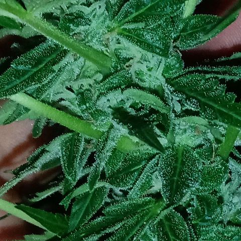 Chocolate Thai #2 growlog photo: Flora segue esbelta, já exalando odores únicos