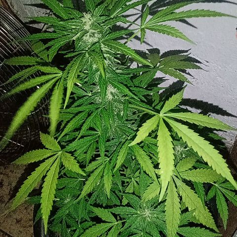 Chocolate Thai #2 growlog photo: Flora segue esbelta, já exalando odores únicos