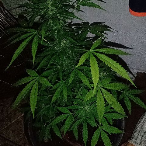 Chocolate Thai #2 growlog photo: Flora segue esbelta, já exalando odores únicos
