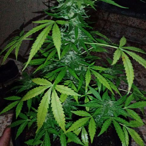 Chocolate Thai #2 growlog timeline photo