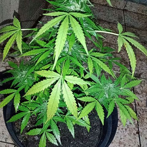 Chocolate Thai #2 growlog timeline photo