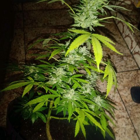Chocolate Thai #2 growlog timeline photo