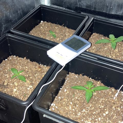 Girl Scout Cookies Auto #2 growlog timeline photo
