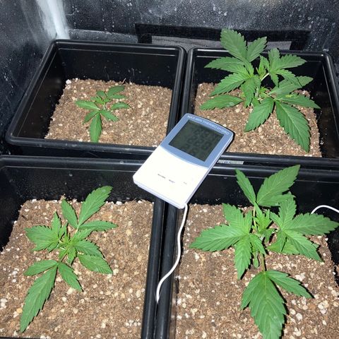 Girl Scout Cookies Auto #2 growlog timeline photo