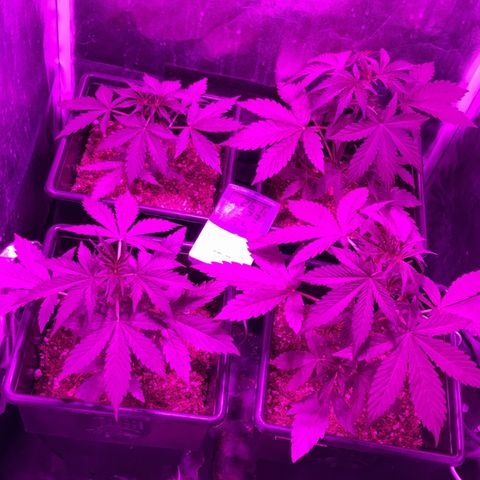 Girl Scout Cookies Auto #2 growlog timeline photo
