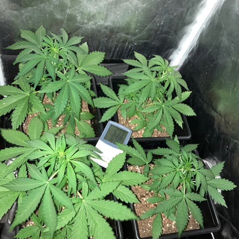 Girl Scout Cookies Auto #2 growlog timeline photo
