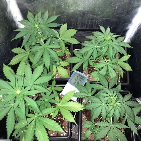 Girl Scout Cookies Auto #2 growlog timeline photo