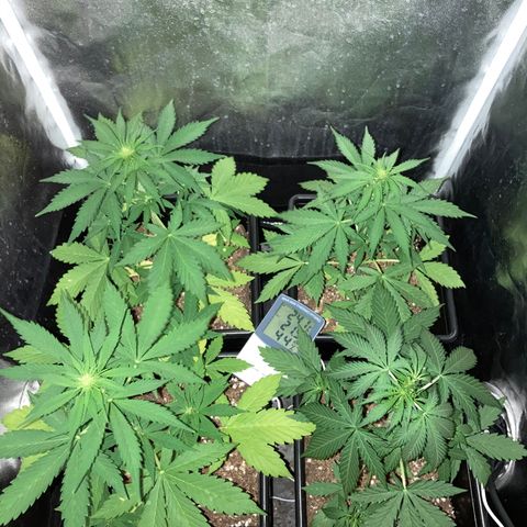 Girl Scout Cookies Auto #2 growlog timeline photo