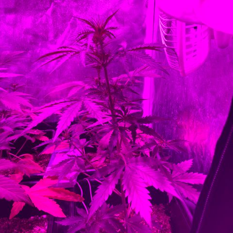 Girl Scout Cookies Auto #2 growlog timeline photo