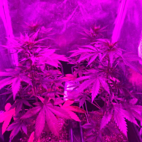 Girl Scout Cookies Auto #2 growlog timeline photo