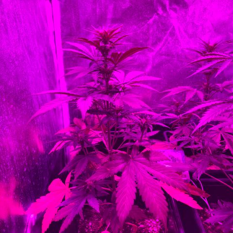 Girl Scout Cookies Auto #2 growlog timeline photo