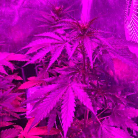 Girl Scout Cookies Auto #2 growlog timeline photo