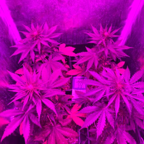 Girl Scout Cookies Auto #2 growlog timeline photo