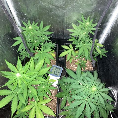 Girl Scout Cookies Auto #2 growlog timeline photo
