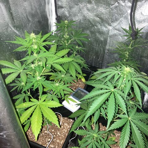 Girl Scout Cookies Auto #2 growlog timeline photo