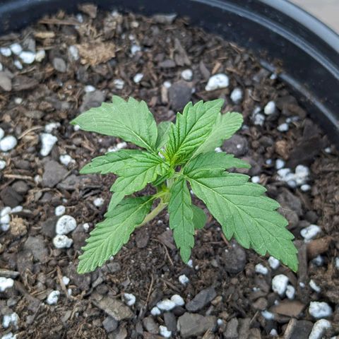 Blue Kosmos Bag Seed growlog timeline photo