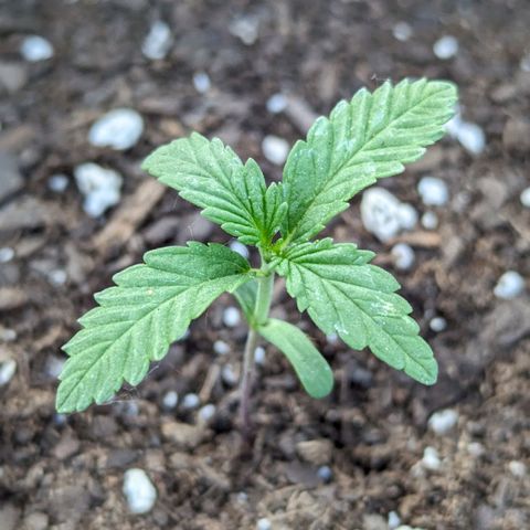 Hindu Kush growlog timeline photo