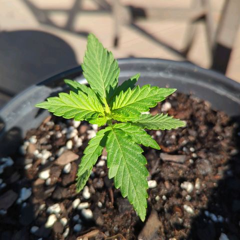 Blue Kosmos Bag Seed growlog photo: Day after a big storm