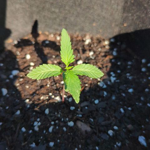 Hindu Kush growlog timeline photo