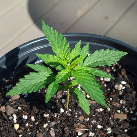Blue Kosmos Bag Seed growlog timeline photo