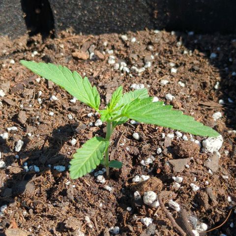 Hindu Kush growlog timeline photo