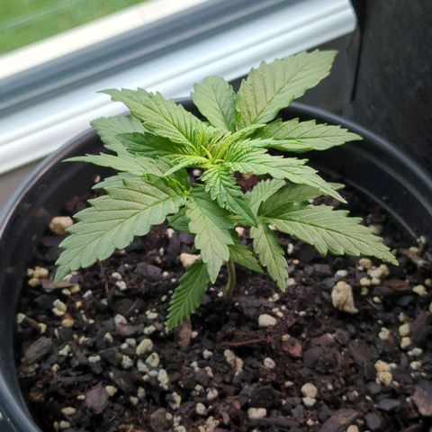 Blue Kosmos Bag Seed growlog timeline photo
