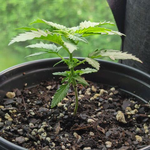 Blue Kosmos Bag Seed growlog timeline photo