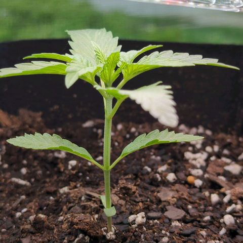 Hindu Kush growlog timeline photo