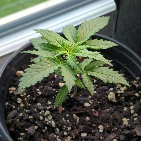 Blue Kosmos Bag Seed growlog timeline photo