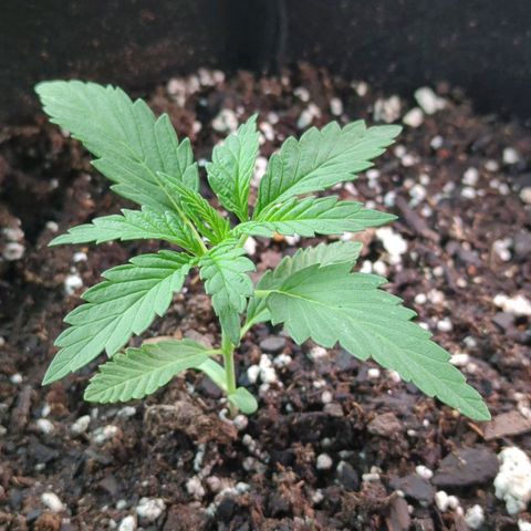 Hindu Kush growlog timeline photo