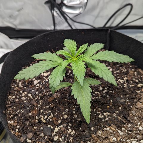 Hindu Kush growlog timeline photo