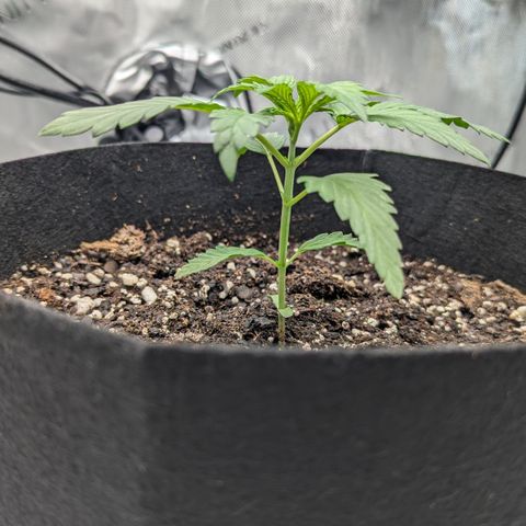 Hindu Kush growlog timeline photo