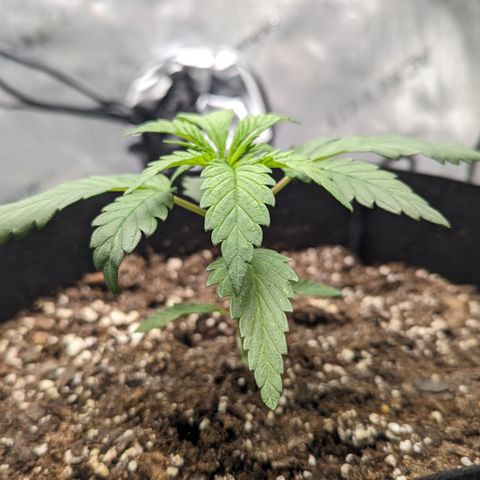 Hindu Kush growlog photo: Potential N toxicity. Holding off on watering today. 