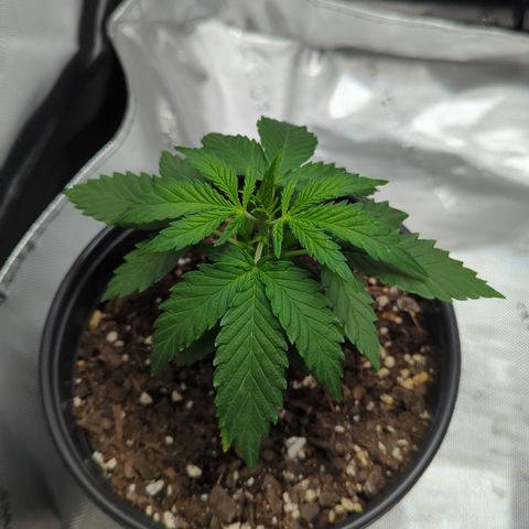 Blue Kosmos Bag Seed growlog timeline photo