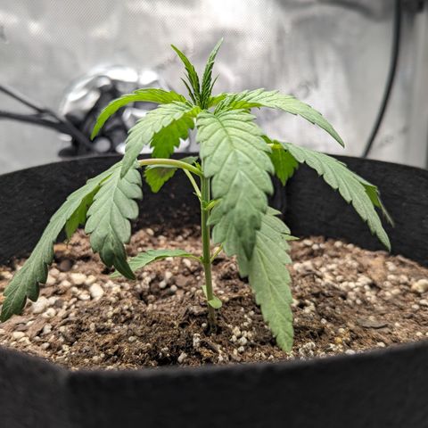 Hindu Kush growlog timeline photo