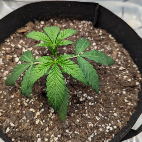 Hindu Kush growlog timeline photo