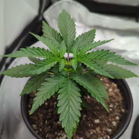 Blue Kosmos Bag Seed growlog photo: Morning after topping 