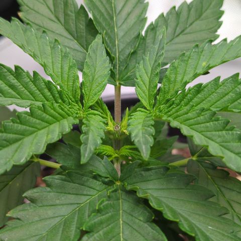 Blue Kosmos Bag Seed growlog timeline photo