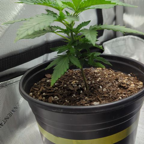 Blue Kosmos Bag Seed growlog timeline photo
