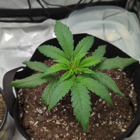 Hindu Kush growlog timeline photo