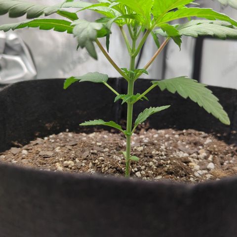 Hindu Kush growlog timeline photo