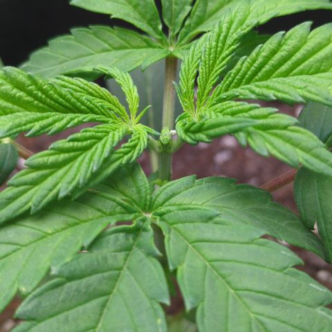 Hindu Kush growlog photo: Topped