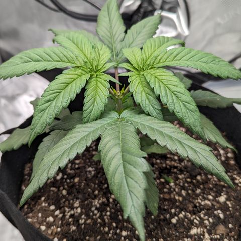 Hindu Kush growlog timeline photo