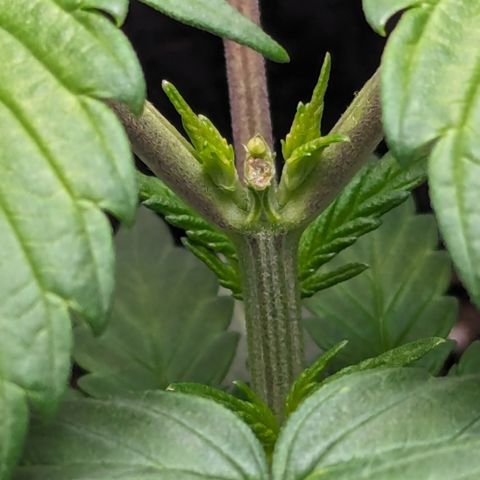 Hindu Kush growlog timeline photo
