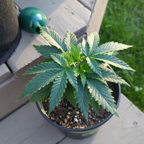 Blue Kosmos Bag Seed growlog timeline photo